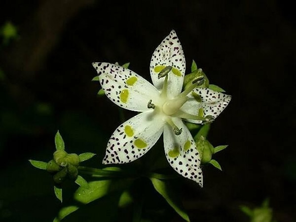 日本獐牙菜提取物